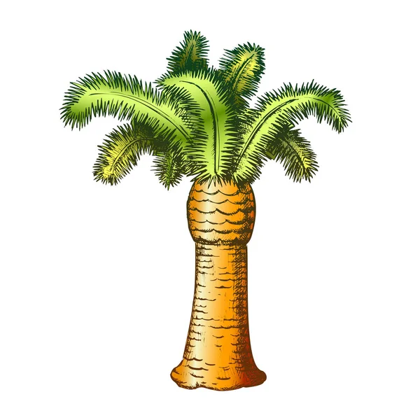 Palm kust van tropische boom kleur vector — Stockvector