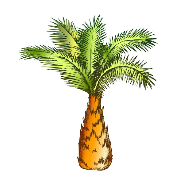 Palm Tree Sabal minor Miami Palmetto kleur vector — Stockvector
