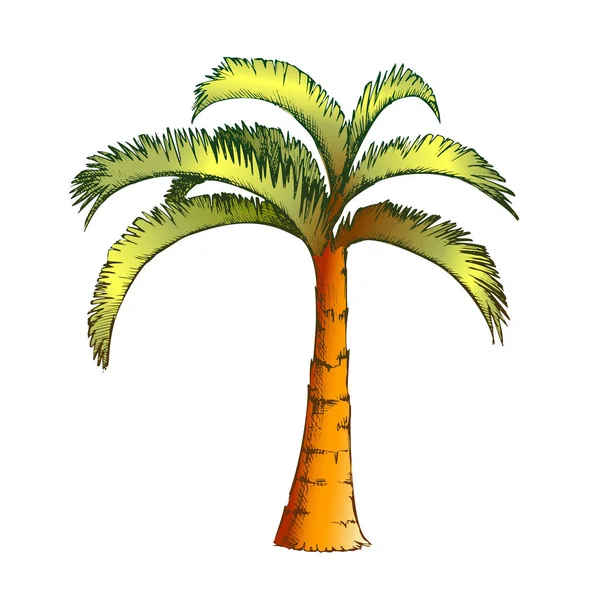 Palm Jamaicaanse kokosnoot tropische boom kleur vector — Stockvector