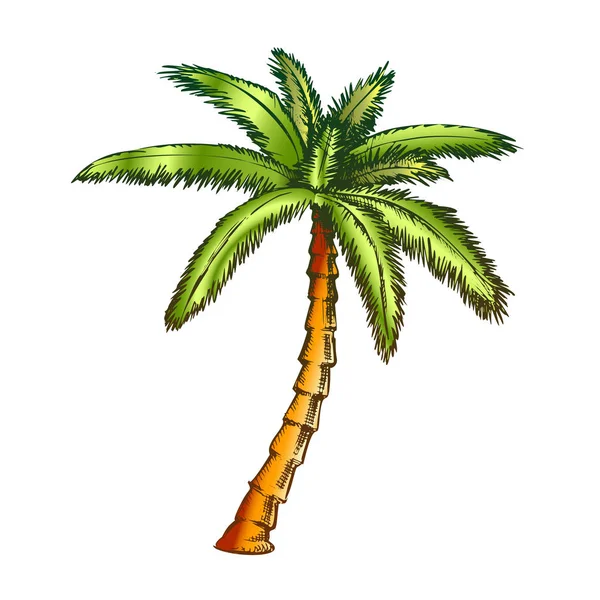 Lint fan Palm tropische boom kleur vector — Stockvector