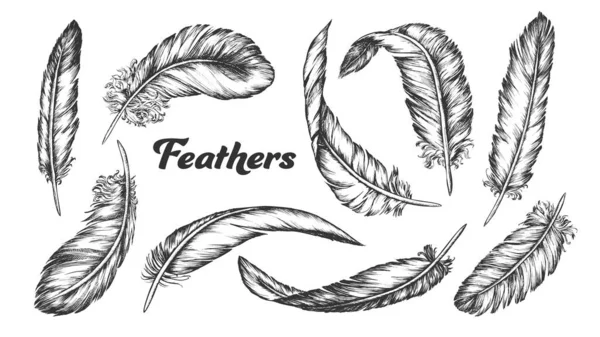 Collection of Different Feathers Set Ink Vector — Stock Vector