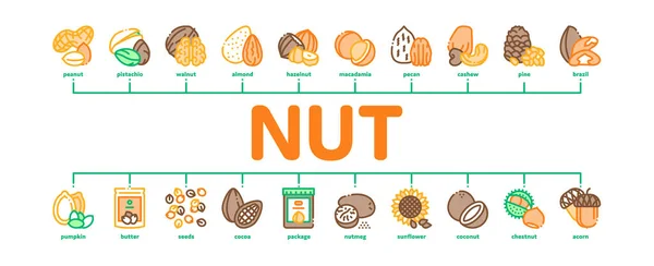 Nuss-Lebensmittel Verschiedene Minimal-Infografik Banner Vektor — Stockvektor