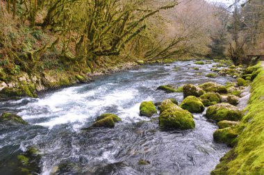 Mchishta Nehri doğrultusunda yosunlu taşlar