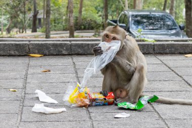 Tayland 'da çöpte yemeye değer bir şey arayan uzun kuyruklu bir macaque dişisi.