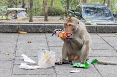 Tayland 'da çöpte yemeye değer bir şey arayan uzun kuyruklu bir macaque dişisi.