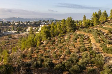İsrail 'in Kudüs yakınlarındaki Mevasseret Zion' un dışındaki Judea dağlarında bir çam ormanının yanında bir zeytinlik..