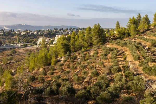 İsrail 'in Kudüs yakınlarındaki Mevasseret Zion' un dışındaki Judea dağlarında bir çam ormanının yanında bir zeytinlik..