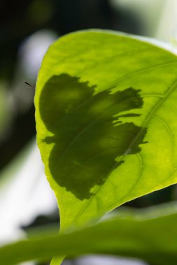 Bir kelebeğin silueti, arka plandaki bir yaprağın arkasında duruyor. Antenlerinden sadece biri görünür..