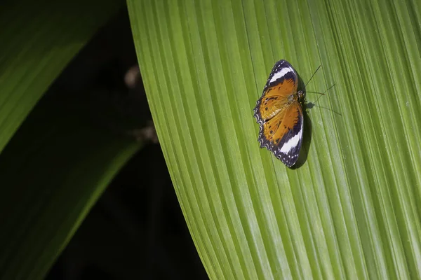 一只澳大利亚红羽翼蝴蝶 栖息在阳光下的棕榈叶上 — 图库照片