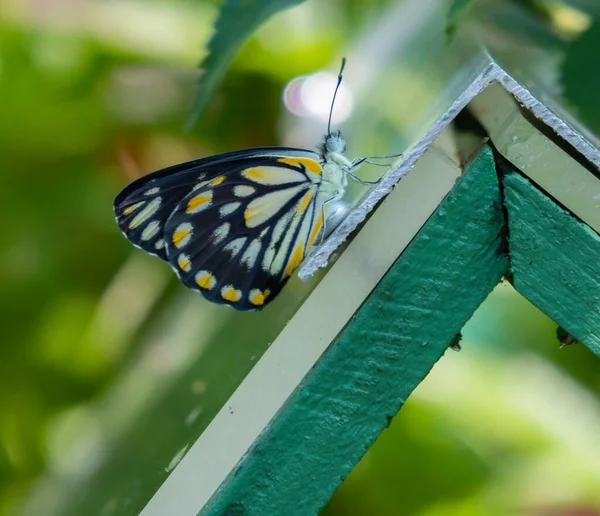 Papillon Australien Caper White Reposant Dans Sanctuaire Papillons Kuranda Australie — Photo