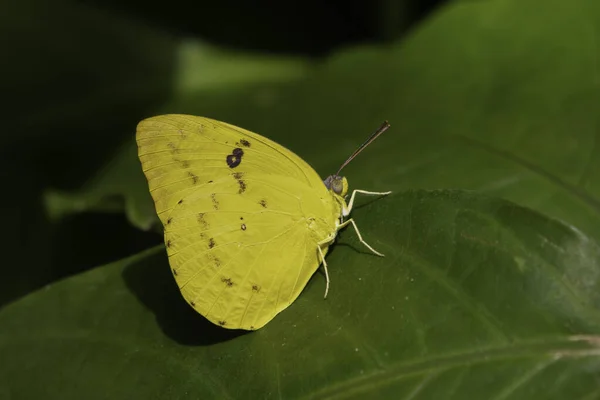 Una Farfalla Australiana Maschio Lemon Migrant Appoggiata Una Foglia Alla — Foto Stock