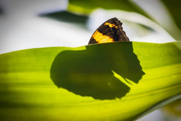 Une Silhouette Australienne Papillon Lurcher Plupart Cachée Derrière Une Feuille — Photo