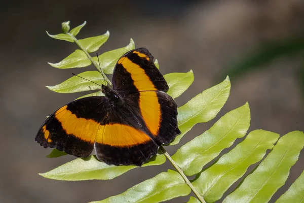 Μια Αυστραλιανή Πεταλούδα Ξαπλωμένη Ένα Φύλλο Στο Φως Του Ήλιου — Φωτογραφία Αρχείου