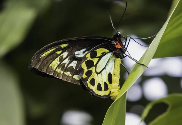 Μια Αυστραλιανή Πεταλούδα Που Αναπαύεται Ένα Πράσινο Φύλλο Μια Ηλιόλουστη — Φωτογραφία Αρχείου
