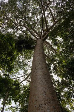 Avustralya yağmur ormanlarında geniş bir tepe örtüsü olan çok büyük yaşlı bir ağaç..