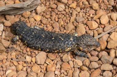 Brisbane, Avustralya yakınlarındaki bir vahşi yaşam parkında bir Shingleback (çam kozalağı kertenkelesi olarak da bilinir).