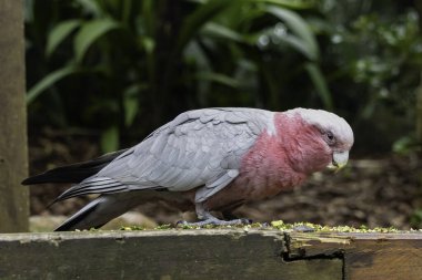 Brisbane, Avustralya yakınlarındaki bir vahşi yaşam parkında yemek yiyen bir Galah (Pembe ve gri kakadu)