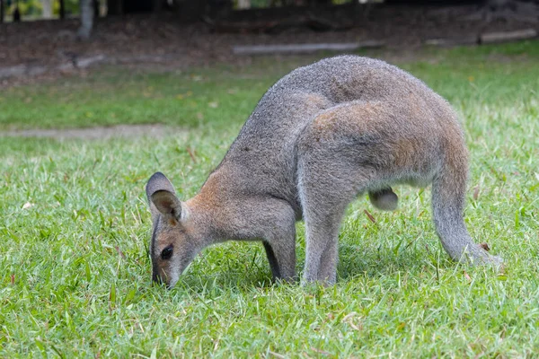 Brisbane Australien Mars 2020 Manlig Känguru Äter Djurpark Nära Brisbane — Stockfoto