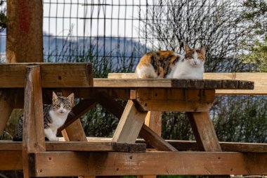 İki sokak kedisi güneş ışığında bir piknik masasında oturuyor..