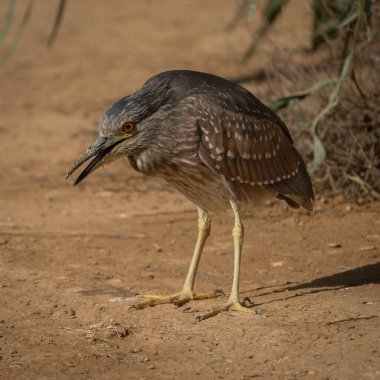 Güneşli bir günde genç bir siyah balıkçıl tacı taktı..