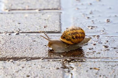 Yağmurlu bir kış gününde ıslak bir kaldırımda salyangoz..