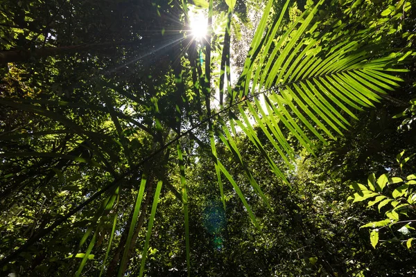 amazon rain forest from within shadows son in manaus