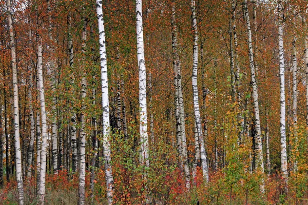 Birches in yellow autumn birch forest in october among other birches in birch grove — Stock Photo, Image