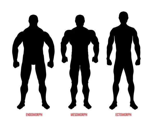 Diagramme des types de corps des hommes avec trois vecteurs de somatotypes — Image vectorielle