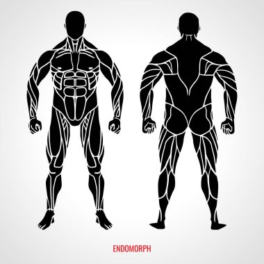 Body Type Endomorph. Front and back view. Vector illustration clipart