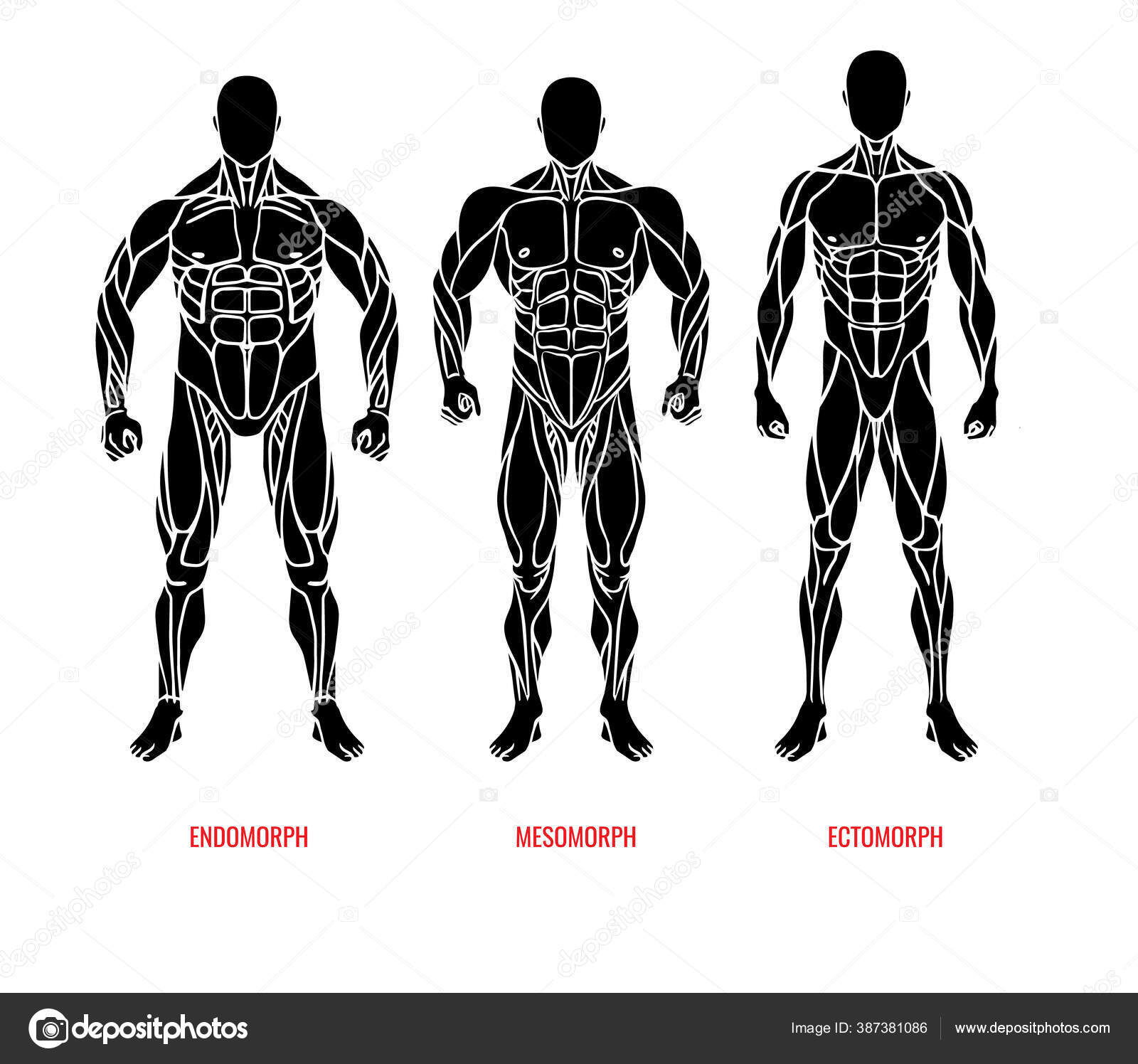 Men body types diagram with three somatotypes vector Stock Vector Image by  ©Kluva #387381086