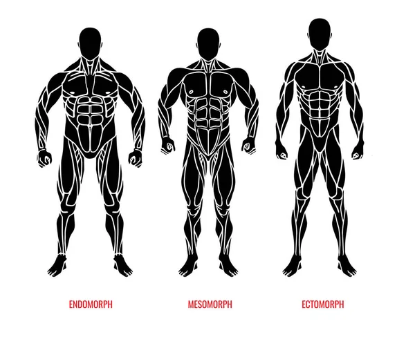 Hombres tipo de cuerpo diagrama con tres somatotipos vector — Vector de stock