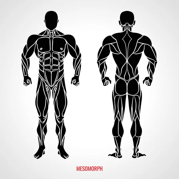 depositphotos_387584508-stock-illustration-body-type-mesomorph-front-and.jpg