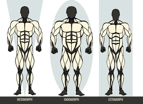 Tipi di corpo maschile diagramma con i tre somatotipi Ectomorfo, Mesomorfo ed Endomorfo — Vettoriale Stock