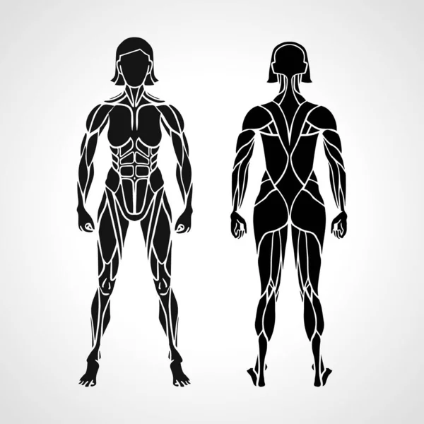 Anatomía del sistema muscular femenino, ejercicio y guía muscular. Arte vector muscular de las mujeres, vista posterior . — Archivo Imágenes Vectoriales