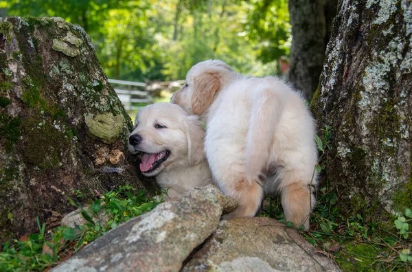 Golden Retriever Cachorros Jugando Fuera Entre Árboles — Foto de Stock