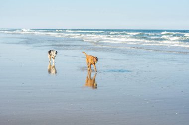 İki köpek, ağzında top ile sahilde yürüyor.