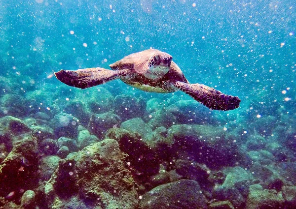 Turtle Swimming Ocean Heading Swimmer — Stock Photo, Image