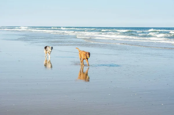 Dos Perros Paseando Por Playa Con Pelota Boca — Foto de Stock