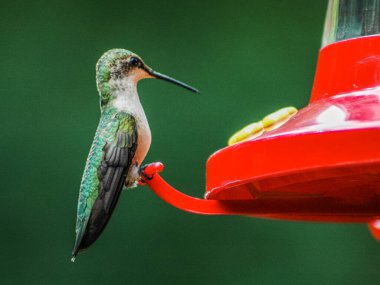 Besleyicide uğuldayan kuş