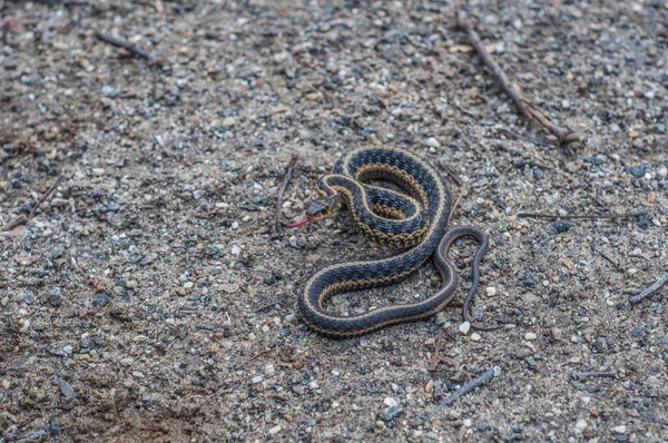 Serpiente Pequeña Con Lengua Saliendo — Foto de Stock