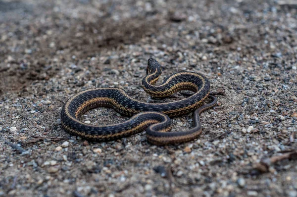 岩の道に沿って小さなヘビ — ストック写真
