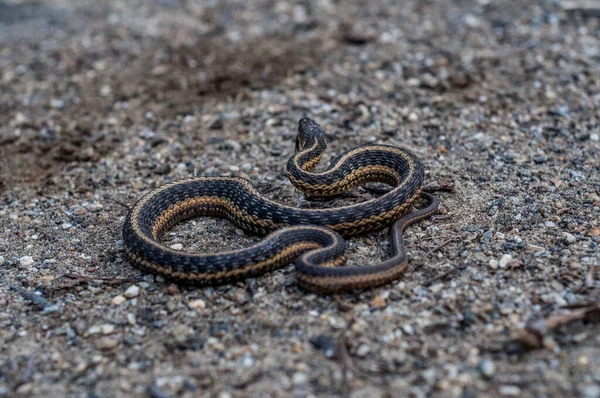 Pequena Cobra Longo Estrada Rochosa — Fotografia de Stock