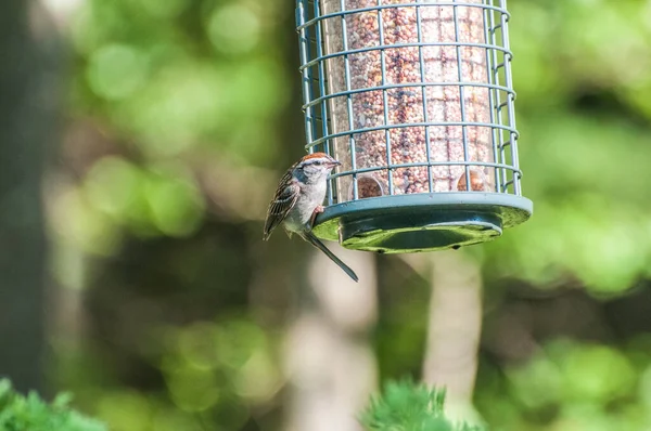 Small bird on bird feeder