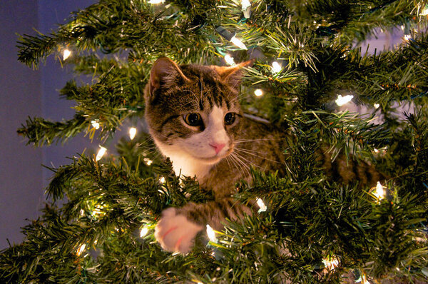 Кошка в елке 