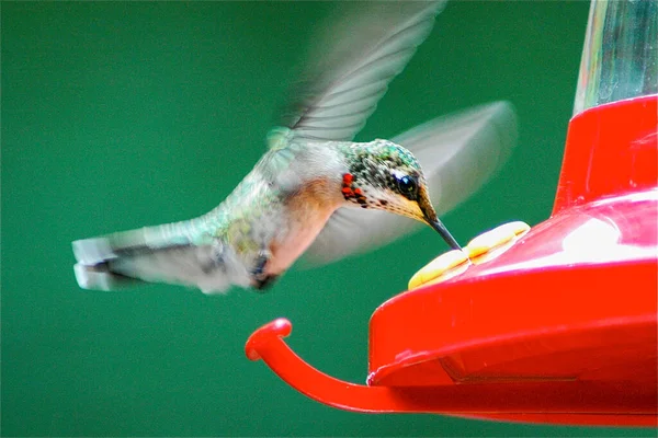Kolibri Ernährt Sich Während Des Fluges Vom Futterhäuschen — Stockfoto