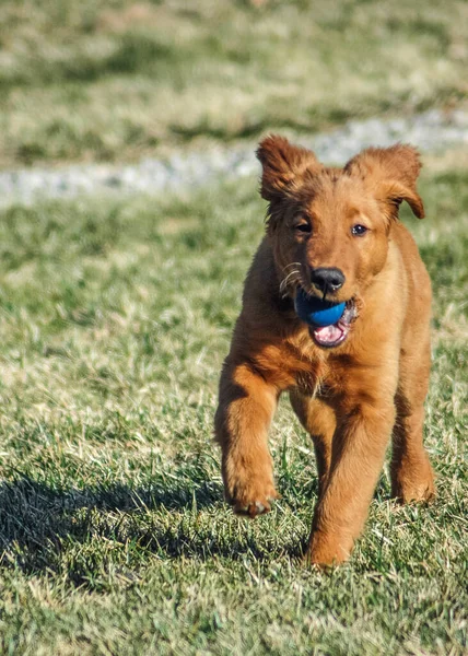 Cachorro Correr Con Bola Azul Boca — Foto de Stock