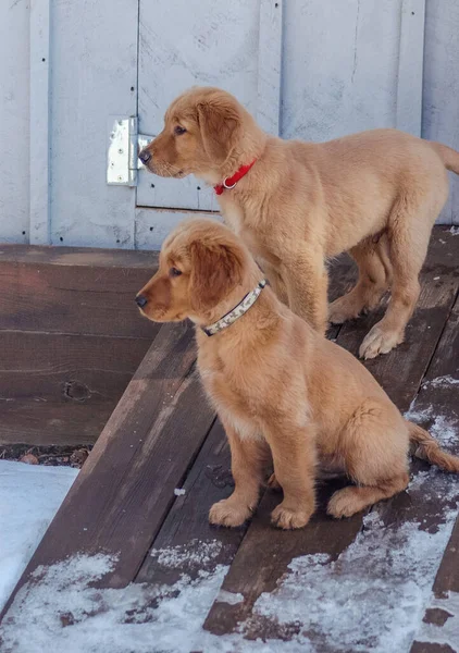 Golden puppies looking out for momma