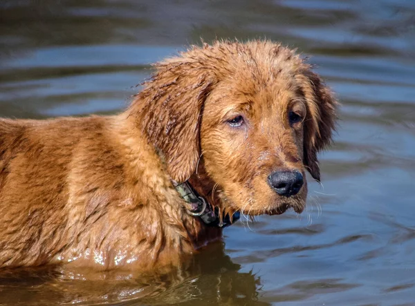 Cachorro Dorado Nadando Lago — Foto de Stock