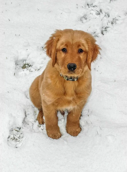 Cãozinho Dourado Posando Neve — Fotografia de Stock