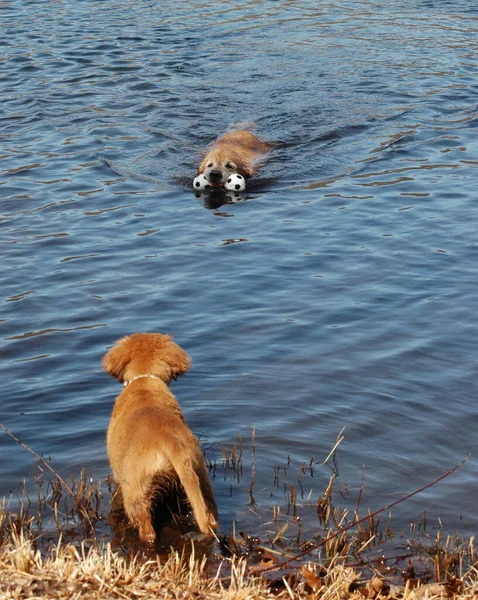 Golden Nadando Mientras Cachorro Espera — Foto de Stock